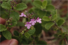 Endostemon viscosus